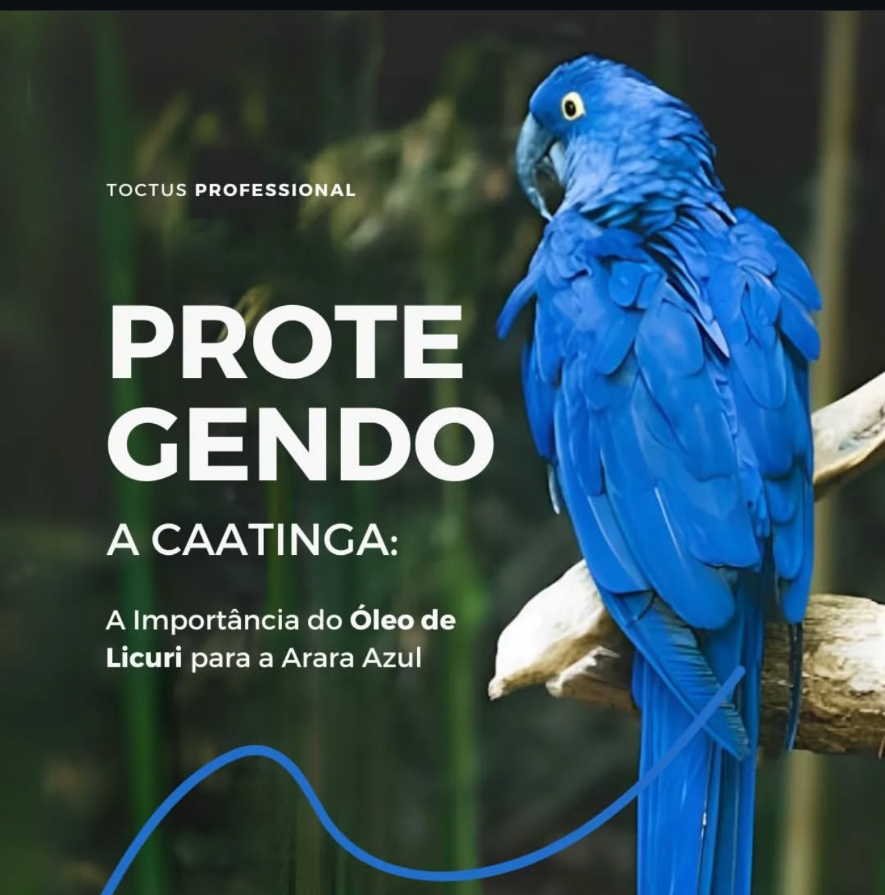 Arara Azul - Macaw Blue